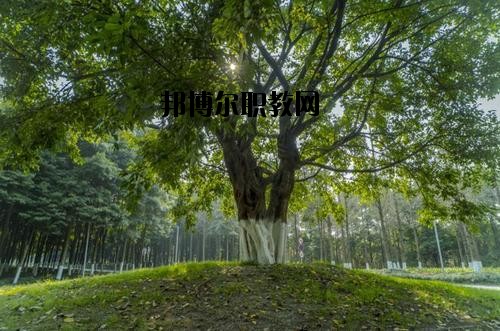 四川檔案學(xué)校2020年報(bào)名條件、招生要求、招生對(duì)象